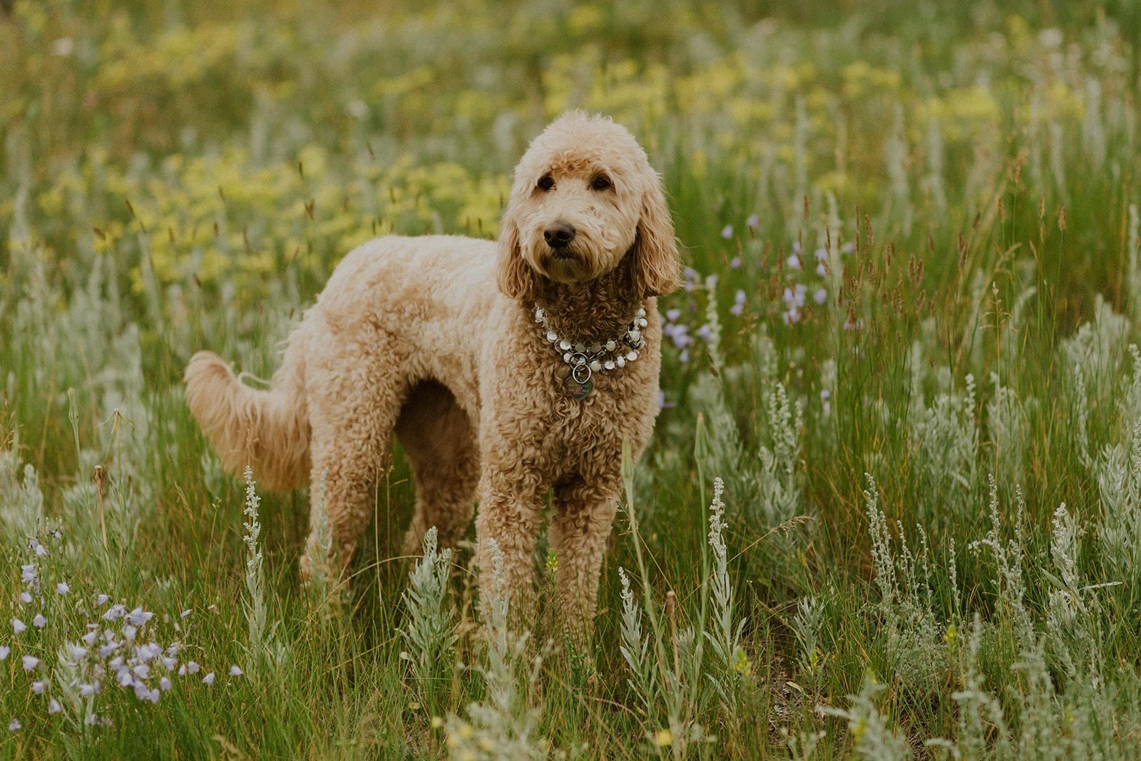 A Boho Summer Wedding at a Private Ranch 57