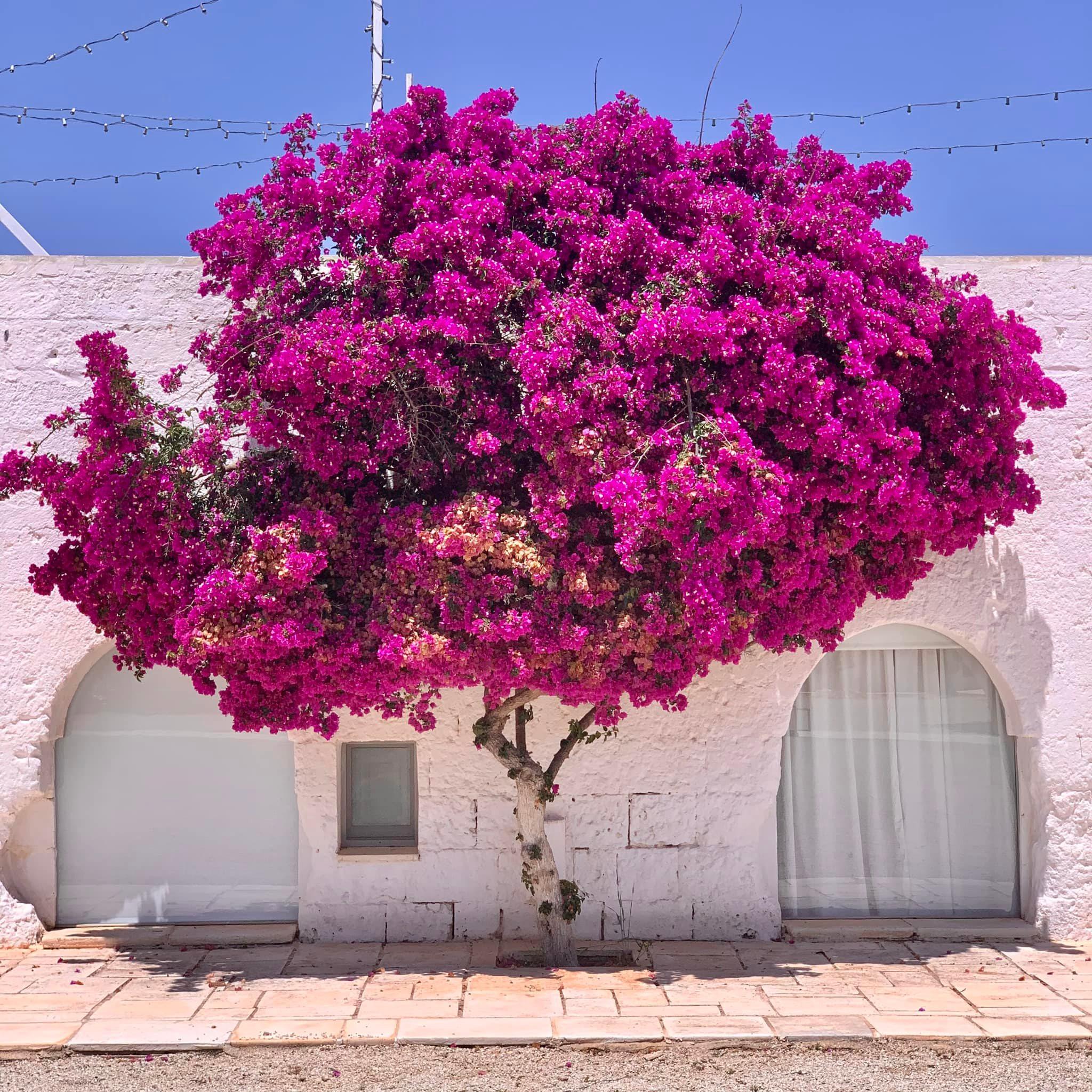 Masseria Potenti portfolio 3