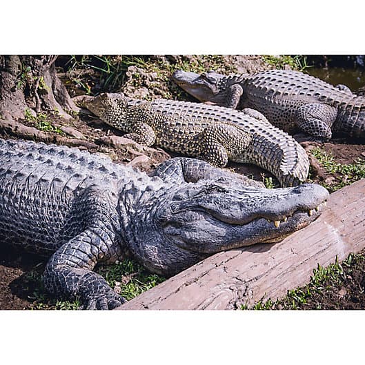 Miami Everglades Airboat Tour
