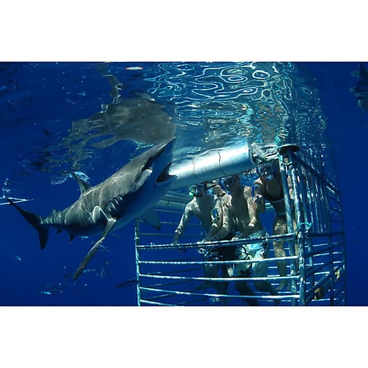 Hawaii Shark Cage Diving