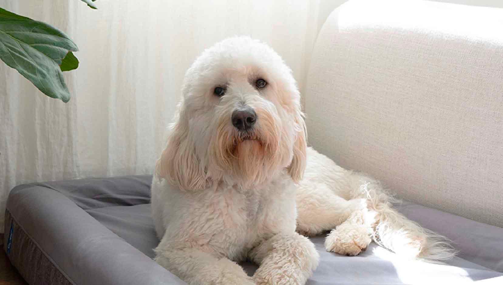 The Pet Lovers’ Guide to Wedding Registry