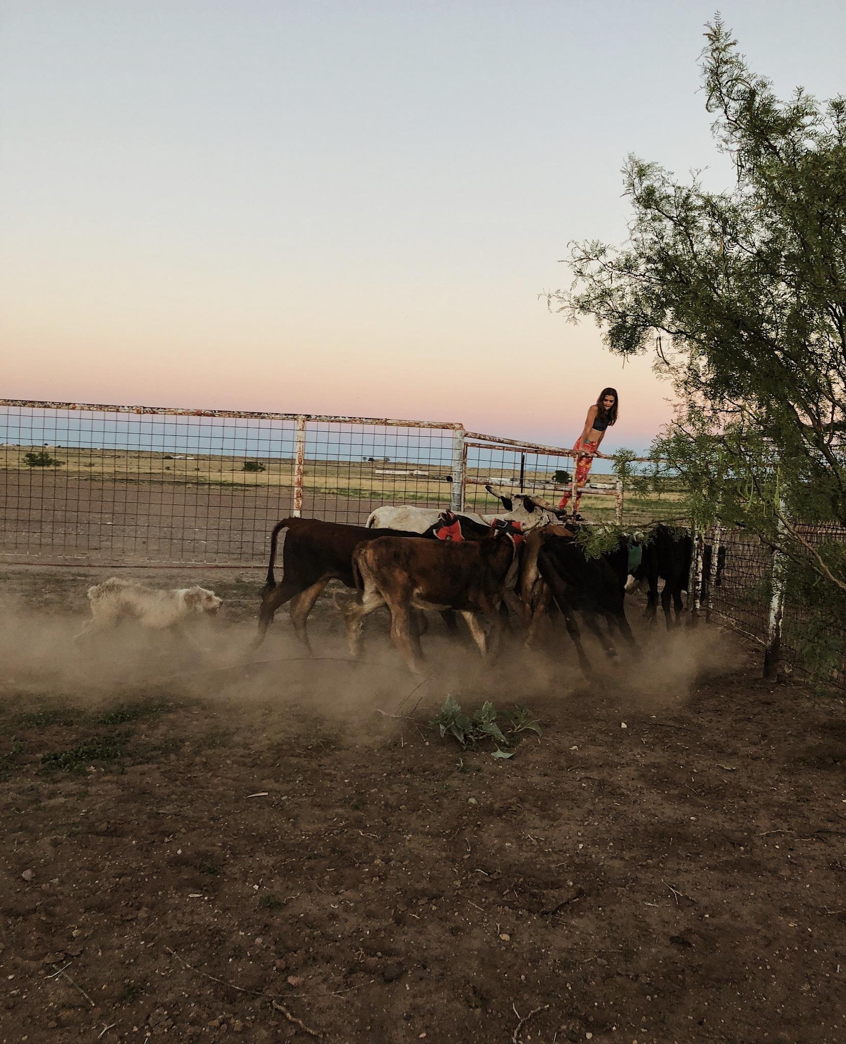 Marfa Spirit Co portfolio 4