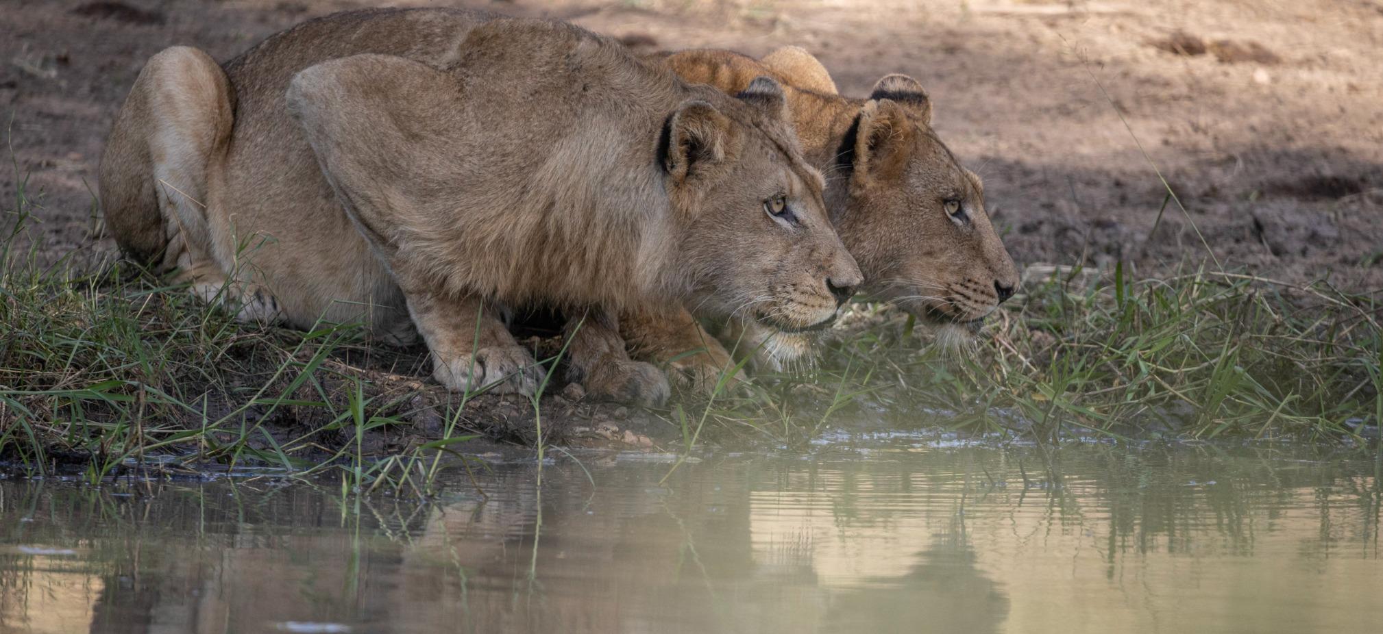 Kapama Private Game Reserve portfolio 1
