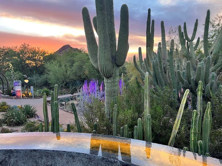 Desert Botanical Garden portfolio 4