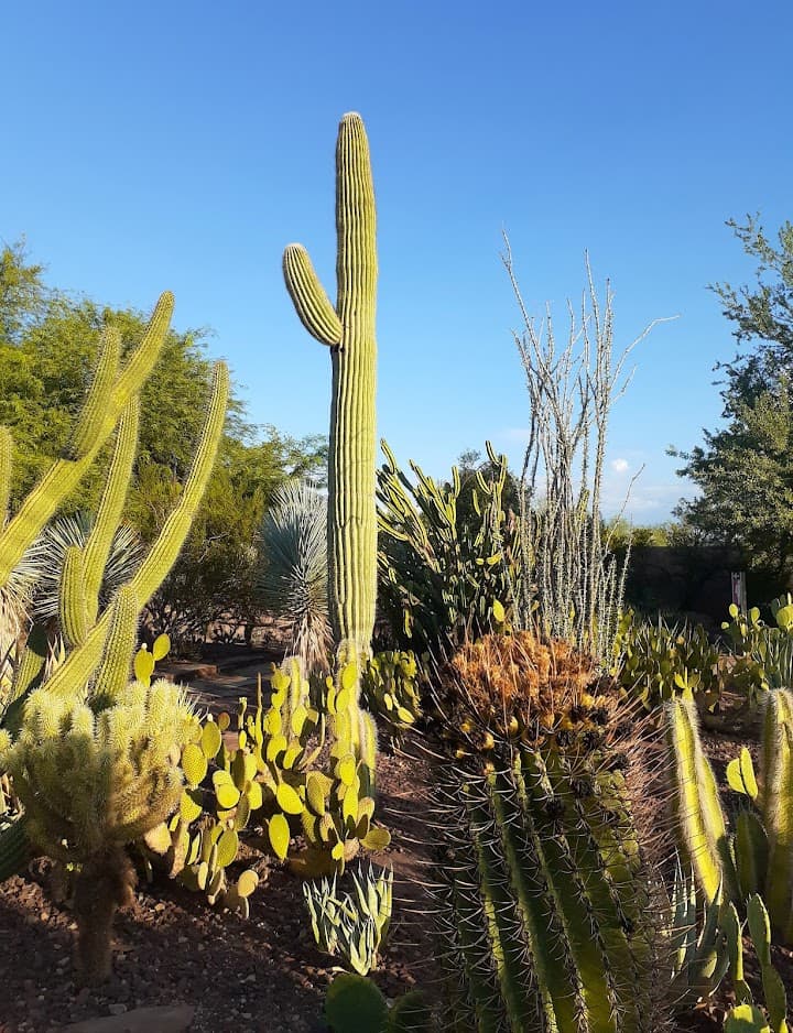 Desert Botanical Garden portfolio 3