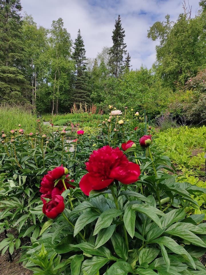 Alaska Botanical Garden portfolio 3