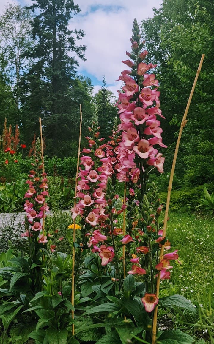 Alaska Botanical Garden portfolio 2