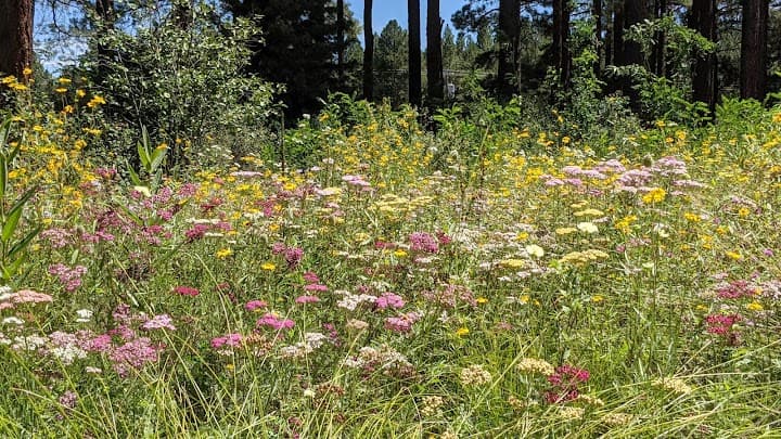 The Arboretum at Flagstaff portfolio 3