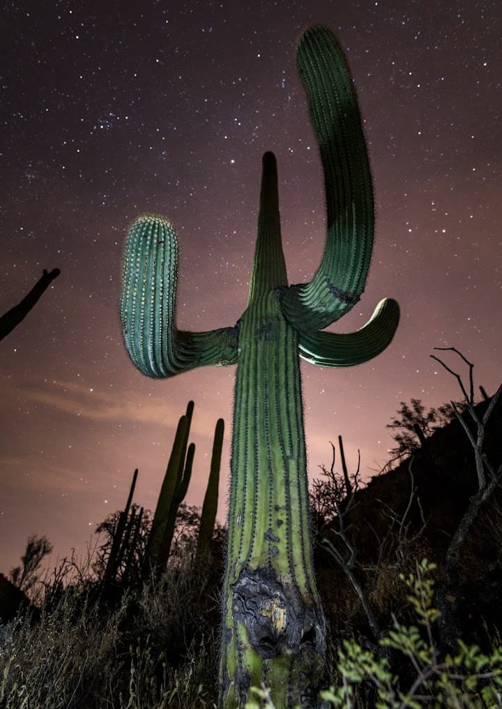 Rio Rancho Verde portfolio 5