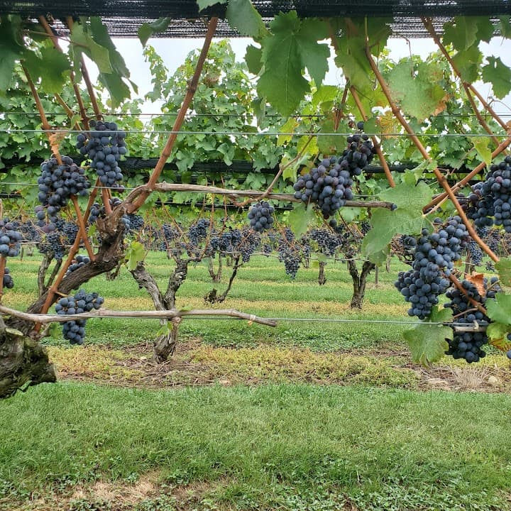 Jonathan Edwards Winery portfolio 1