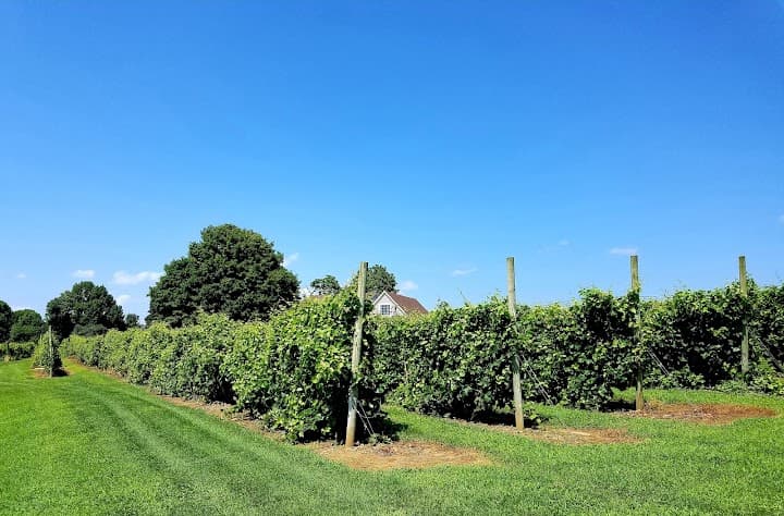 Preston Ridge Vineyard portfolio 1