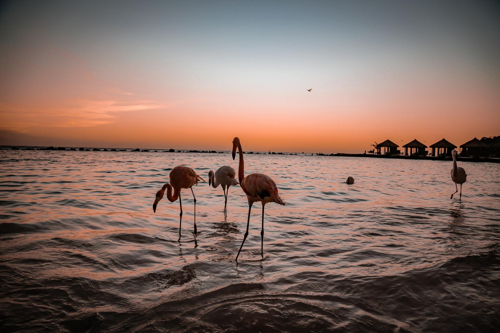 Renaissance Aruba portfolio 4