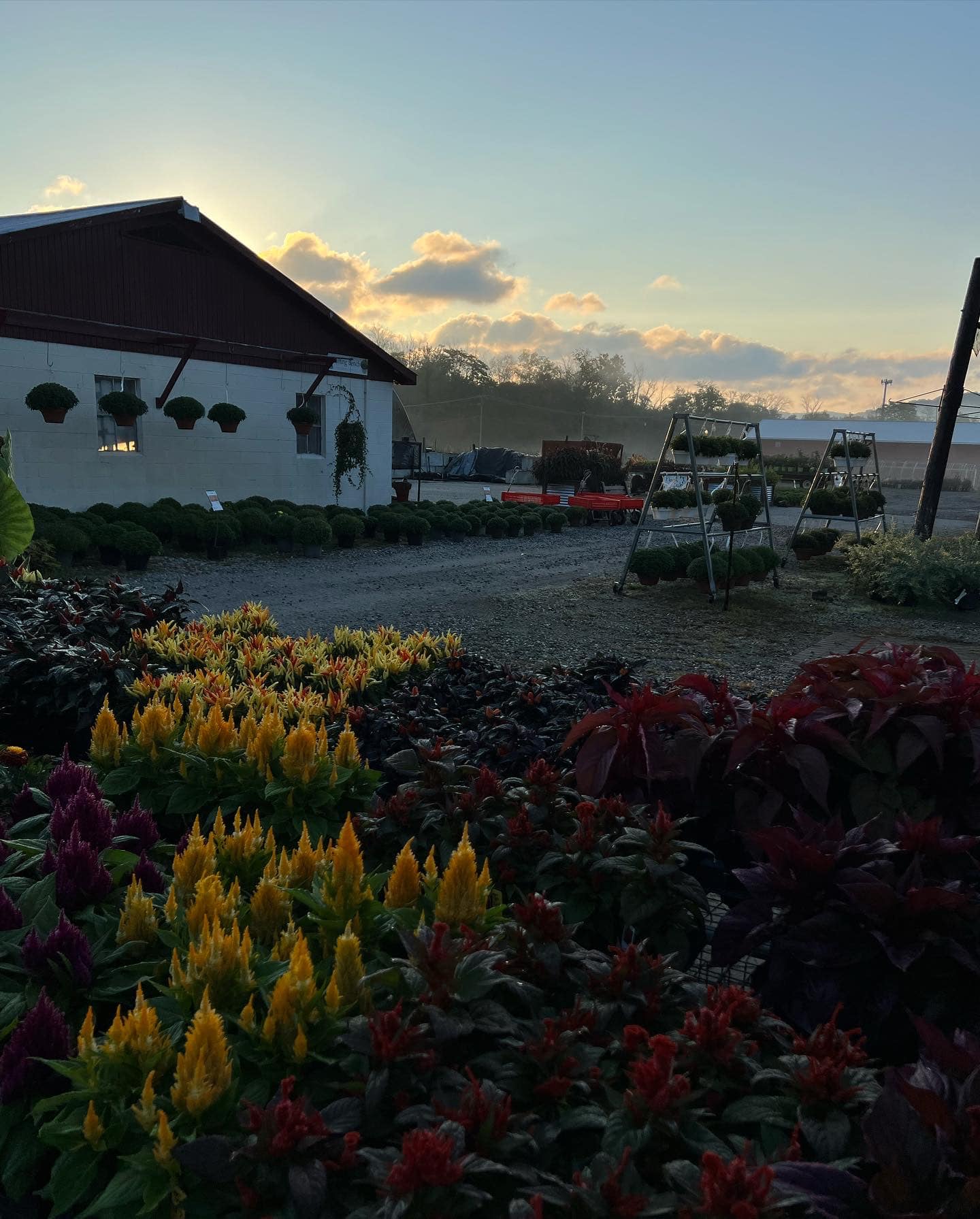 Farmside Gardens Florist portfolio 2