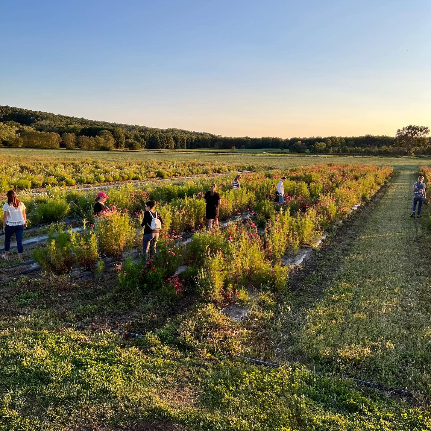 Farmside Gardens Florist portfolio 3