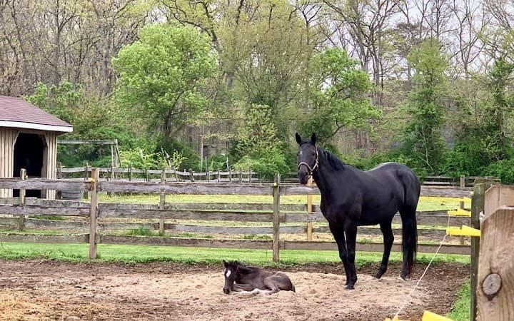 Sterling Stables @ River Run