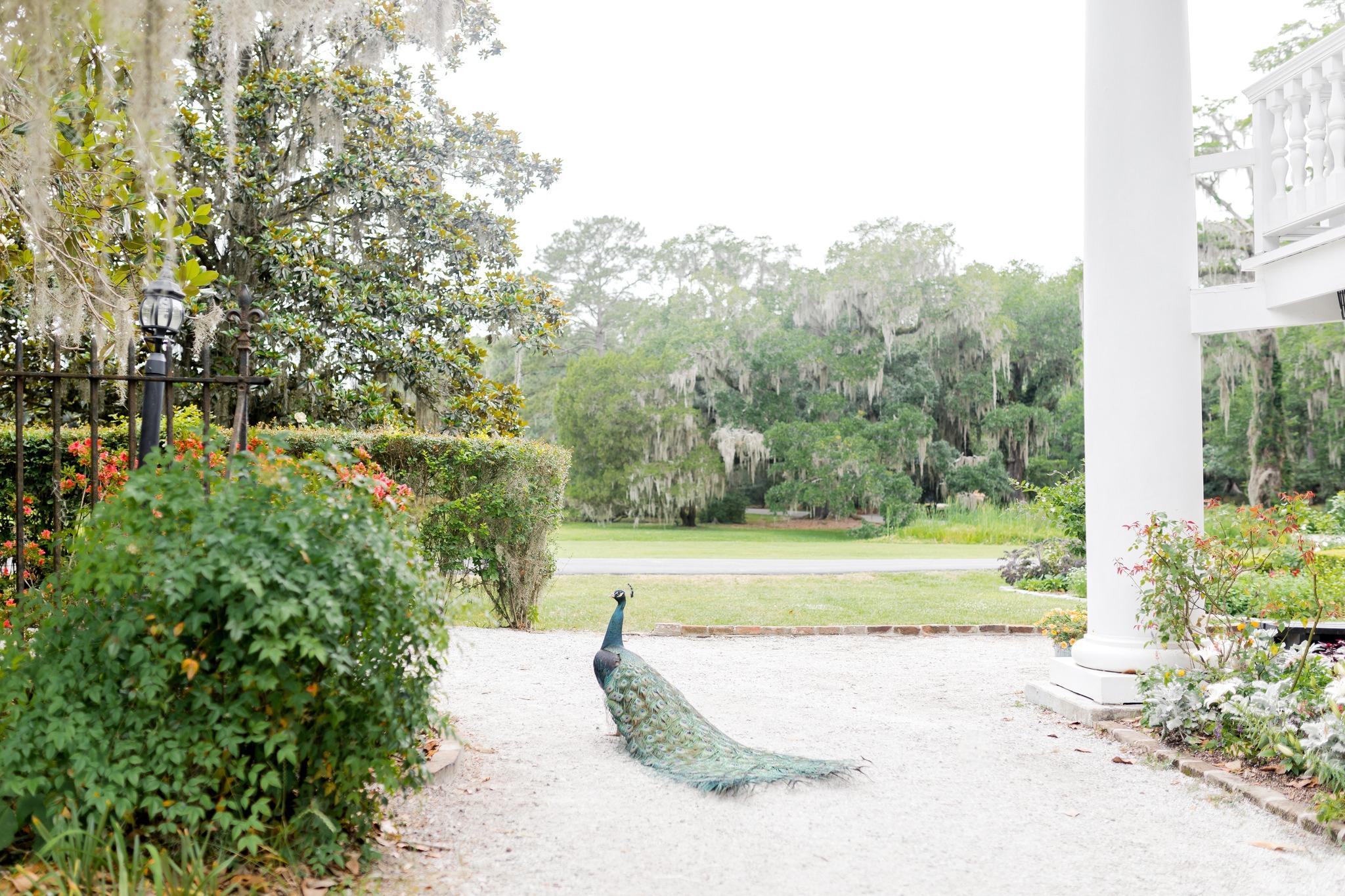 Magnolia Plantation & Gardens portfolio 5