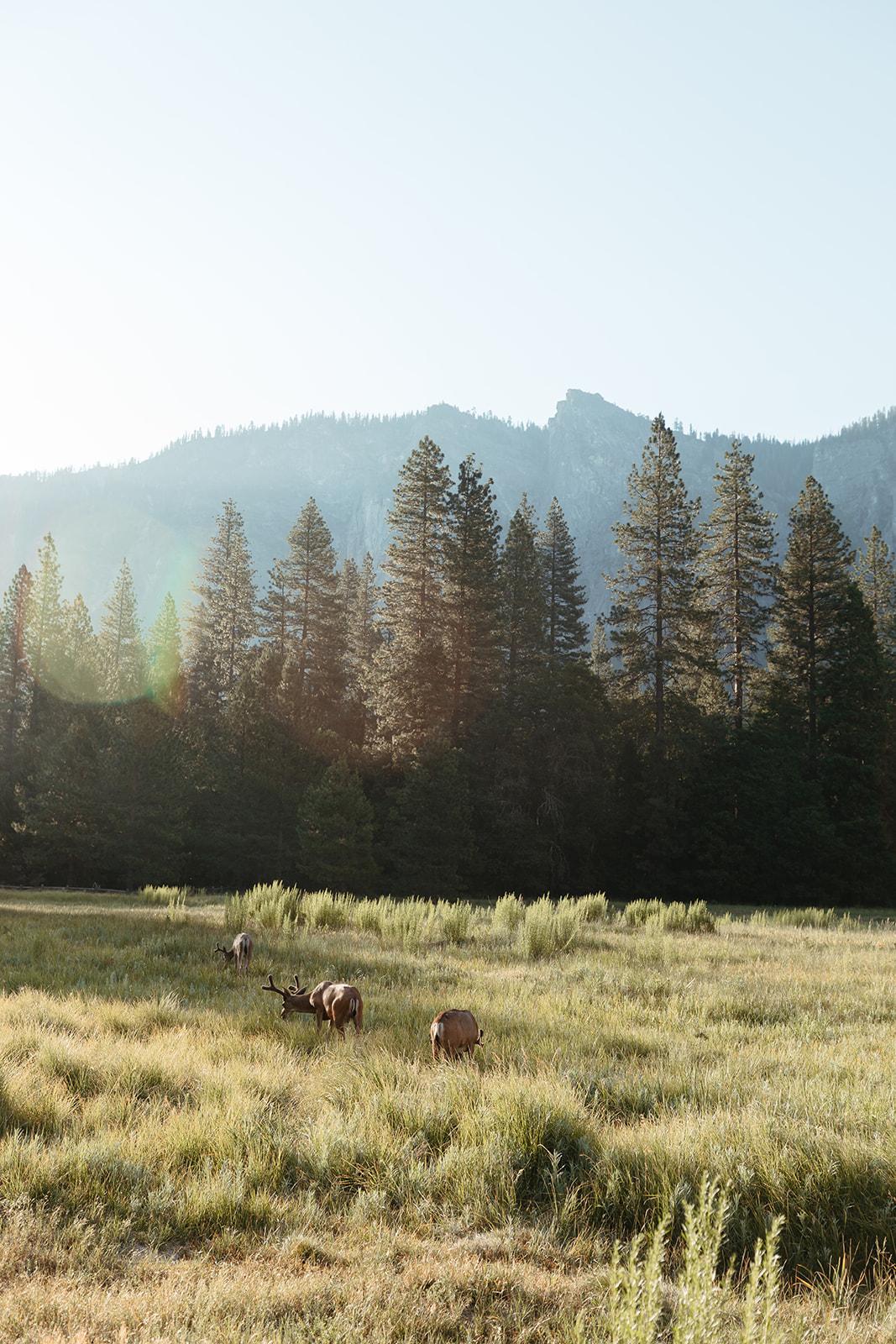 A Romantic Fall Wedding at Yosemite National Park photo 3