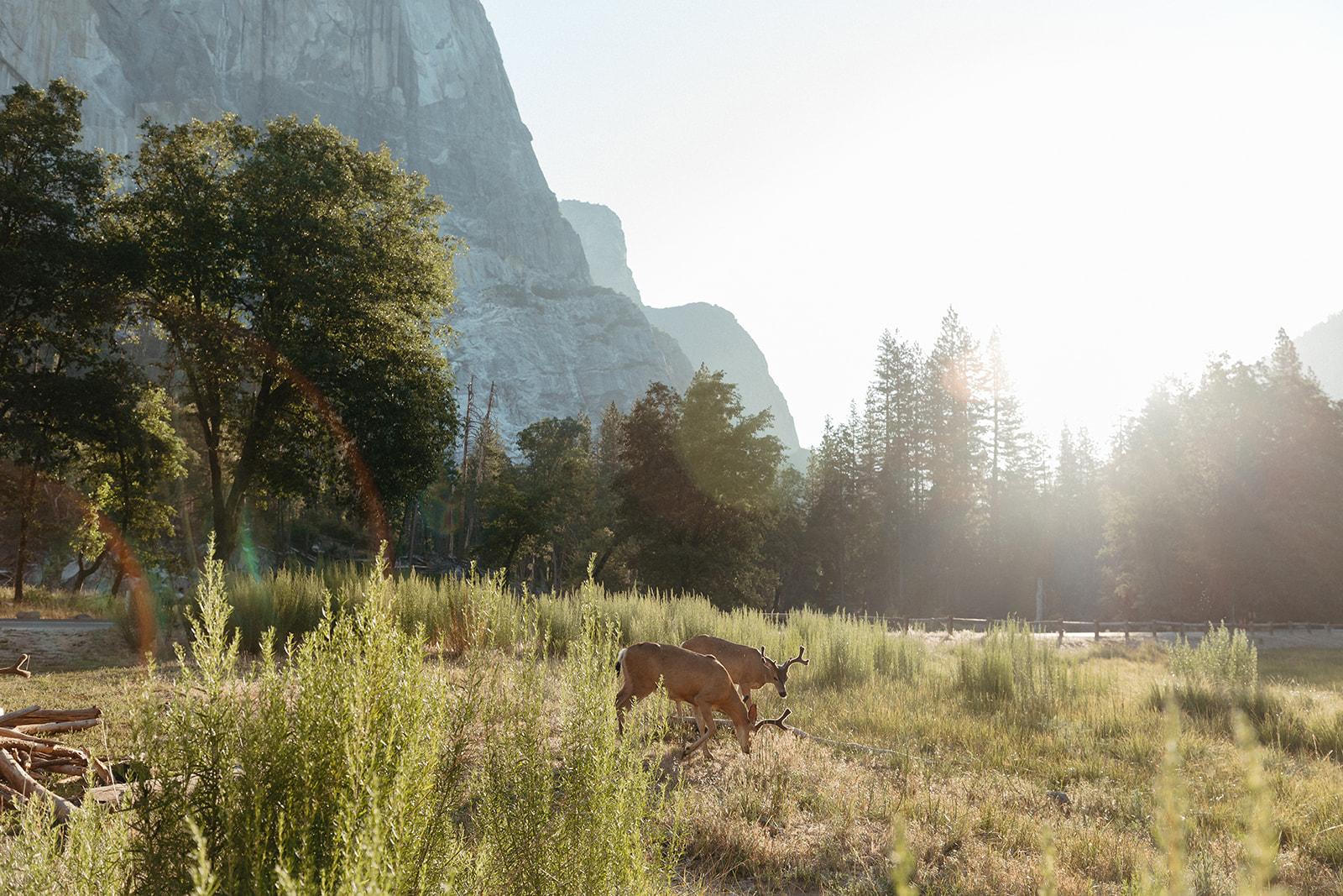 A Romantic Fall Wedding at Yosemite National Park photo 2