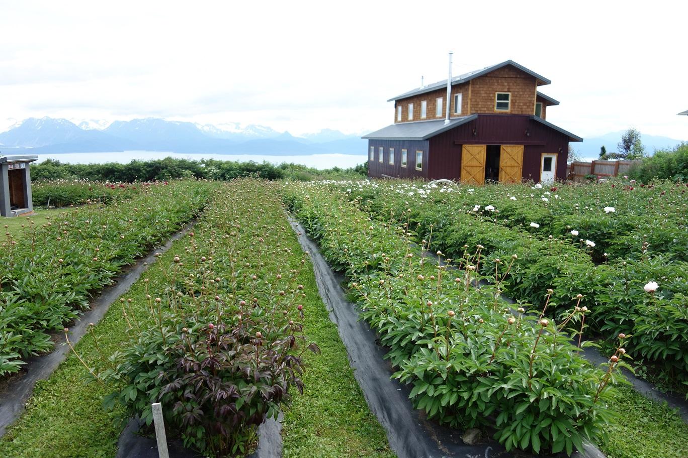 Chilly Root Peony Farm portfolio 5