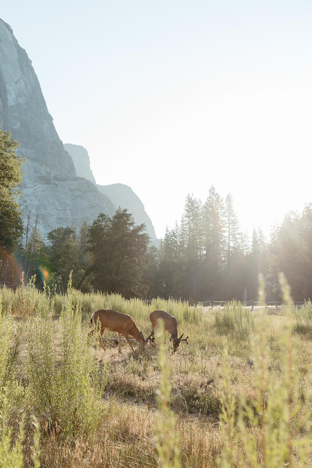 A Romantic Fall Wedding at Yosemite National Park 24
