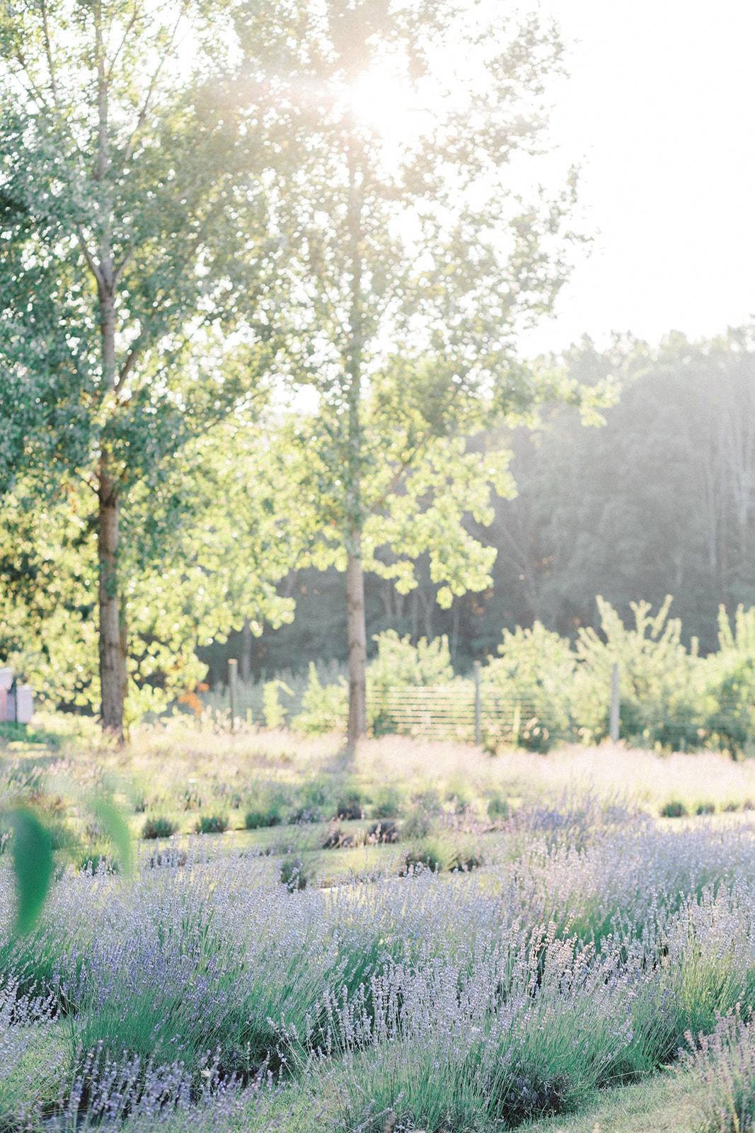 Orchard View Lavender Farm portfolio 1