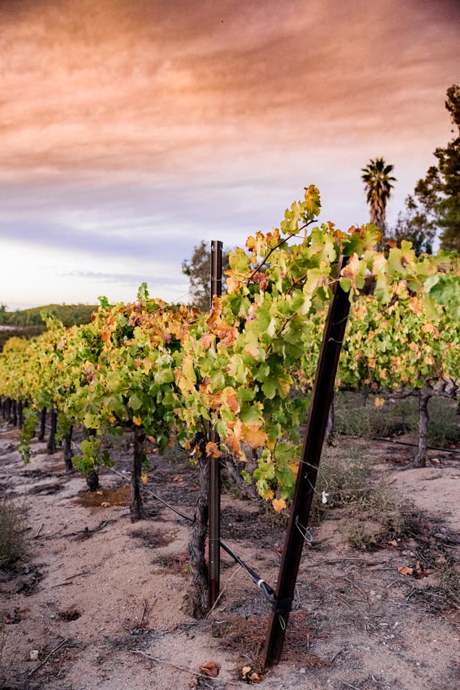 A Classic Wedding at Falkner Winery 41