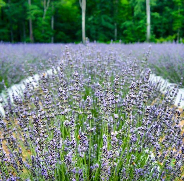 Lavender Oaks Farm portfolio 5