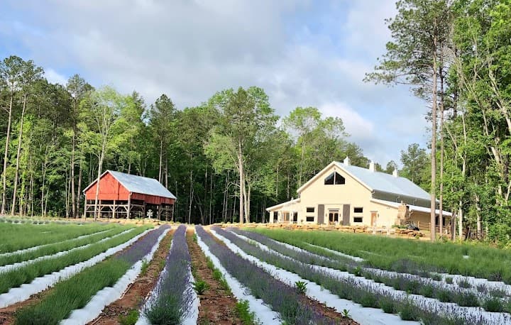 Lavender Oaks Farm