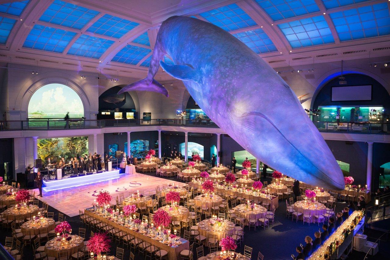 The American Museum of Natural History portfolio 2