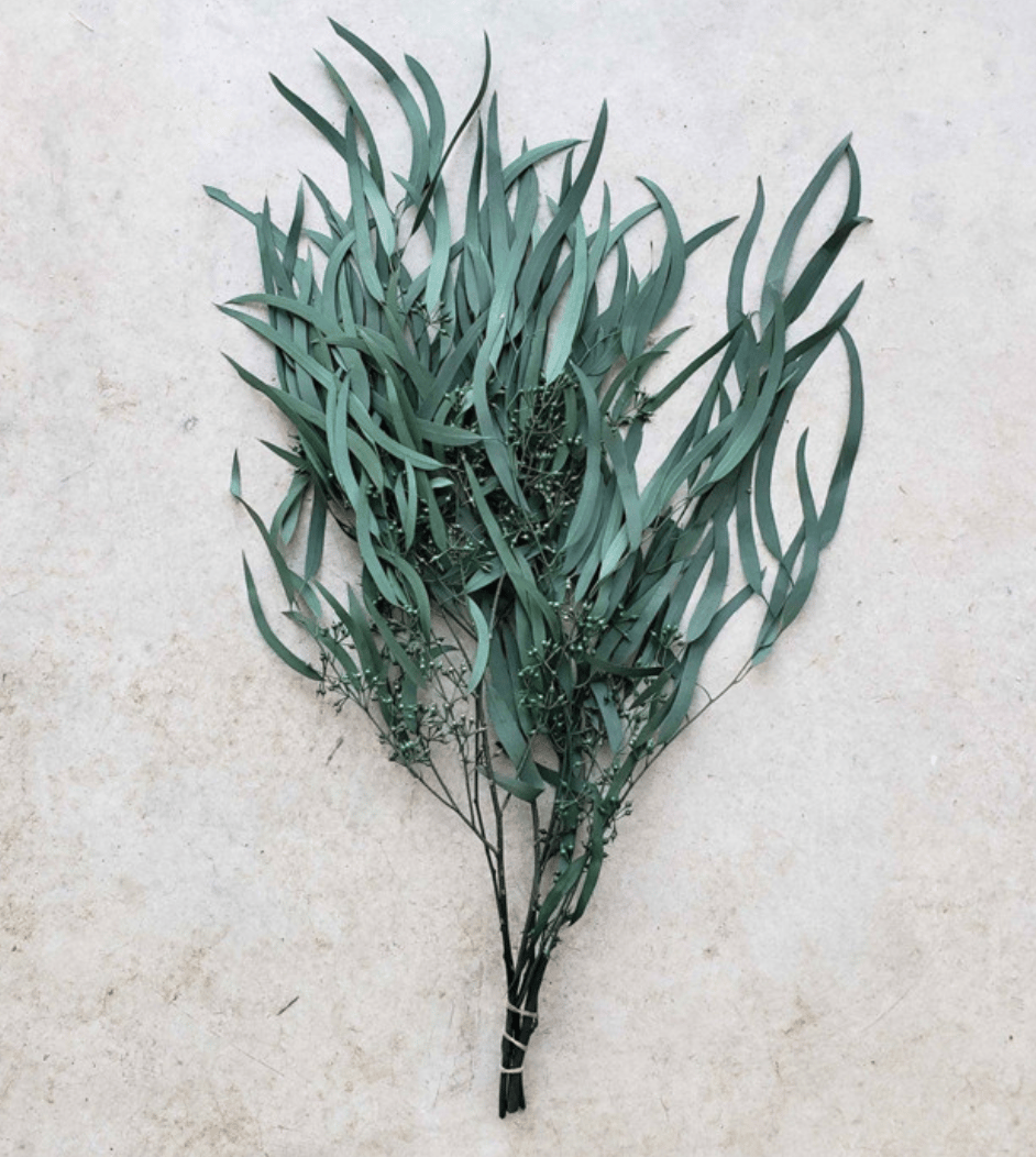 Preserved Eucalyptus