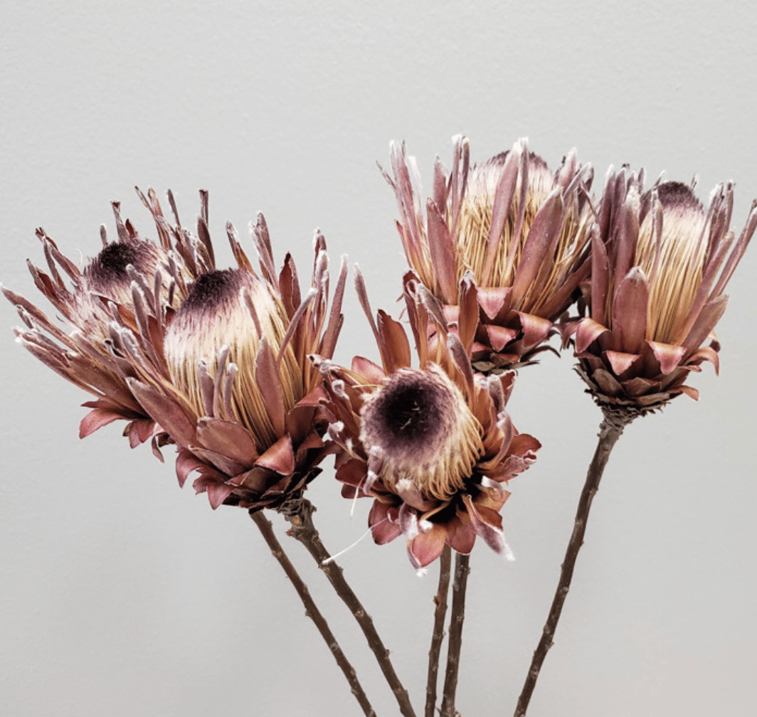 Dried Protea Flowers