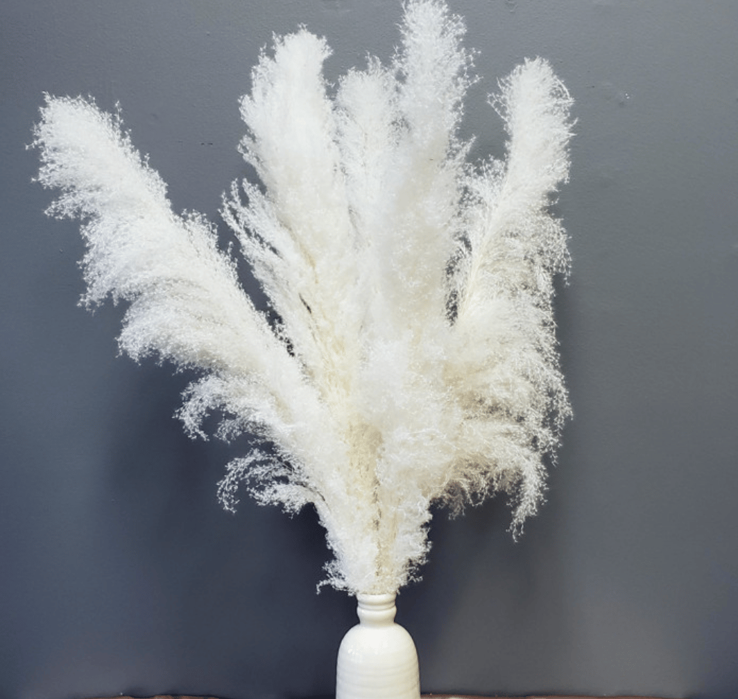 Pampas Grass Extra-Fluffy