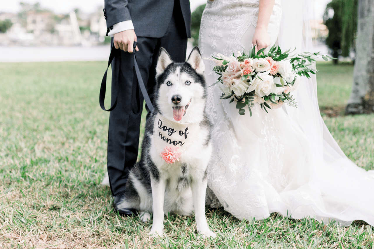 Furry Ventures Pet Care portfolio 3