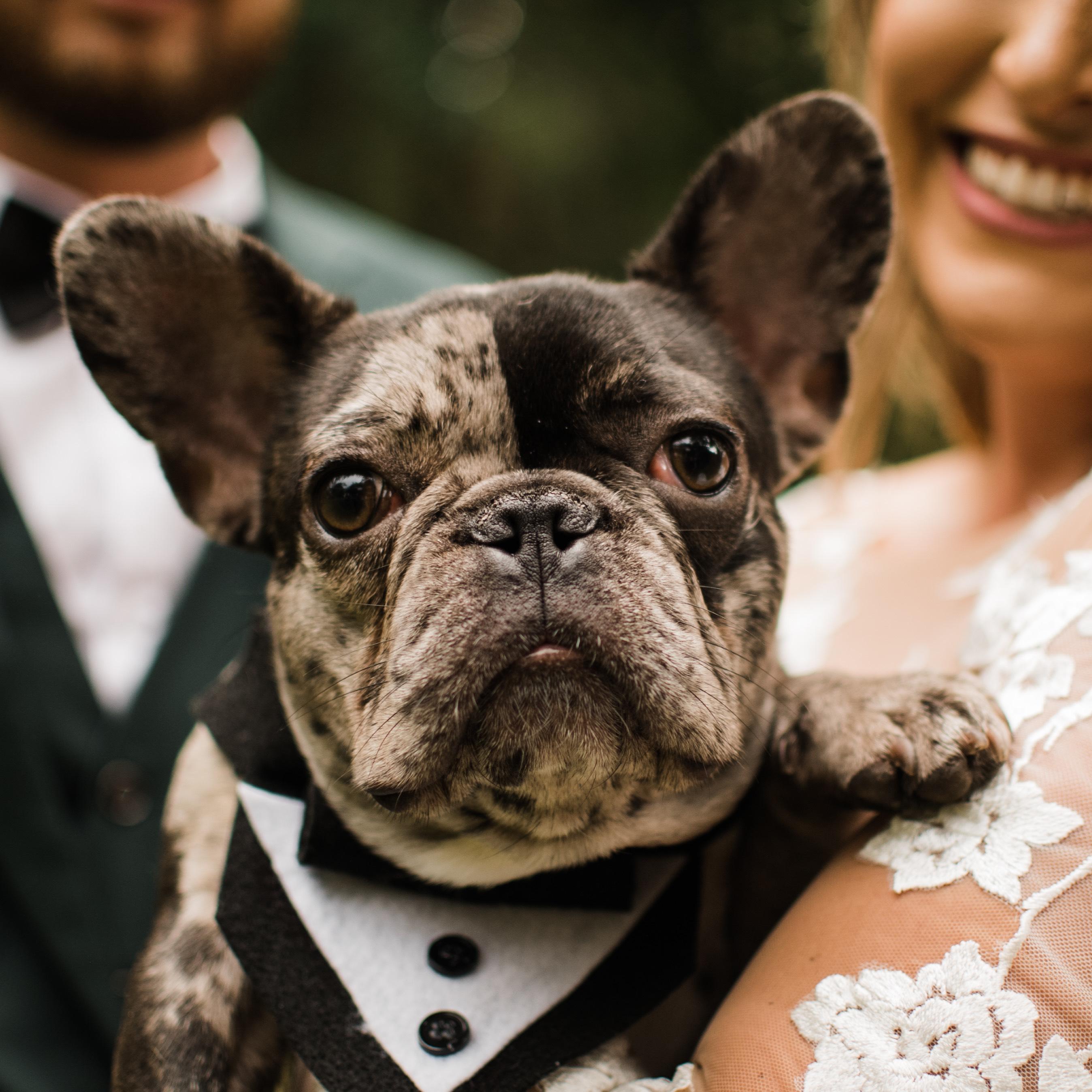 Furry Ventures Pet Care