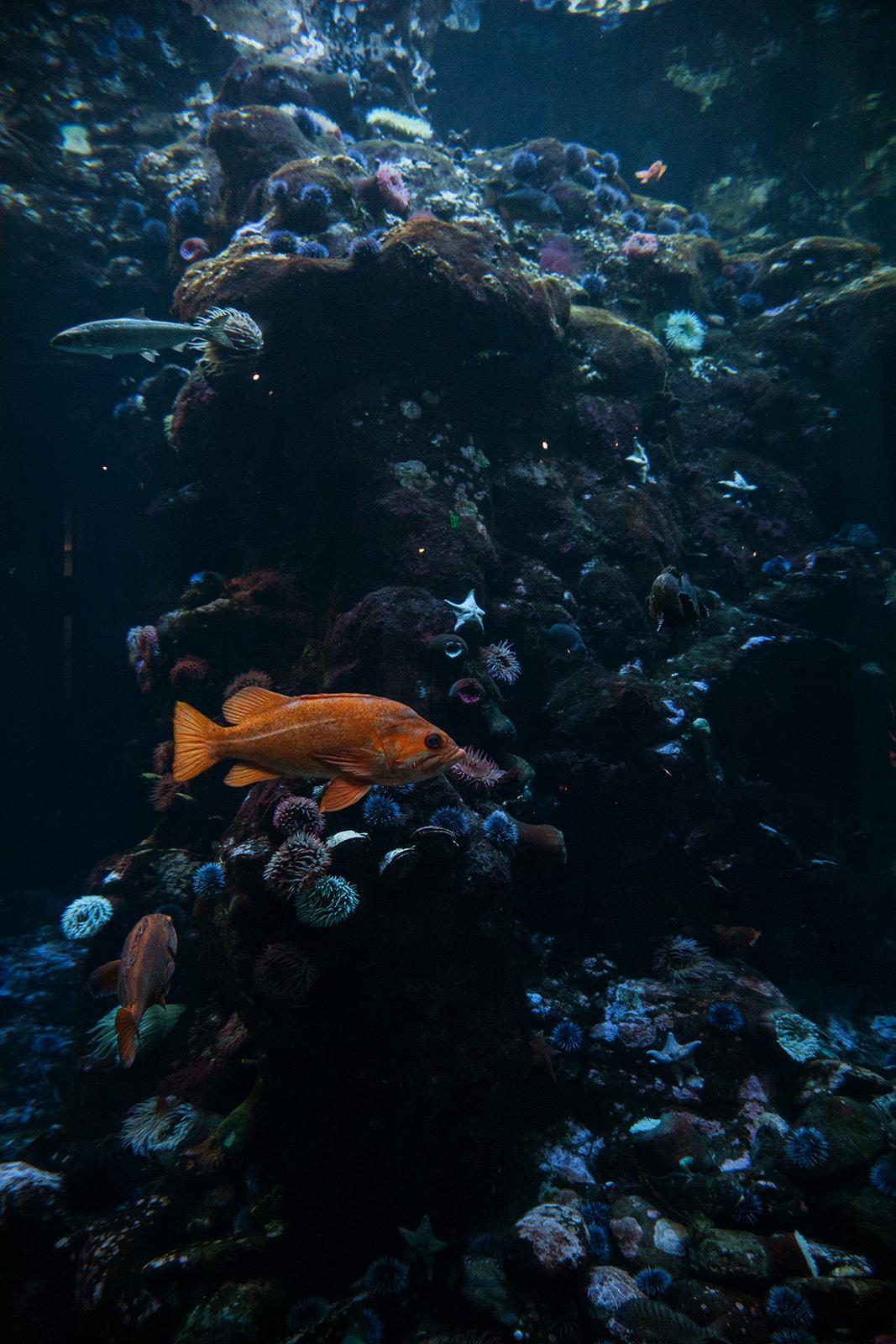 A Modern Spring Wedding at the California Academy of Sciences 36