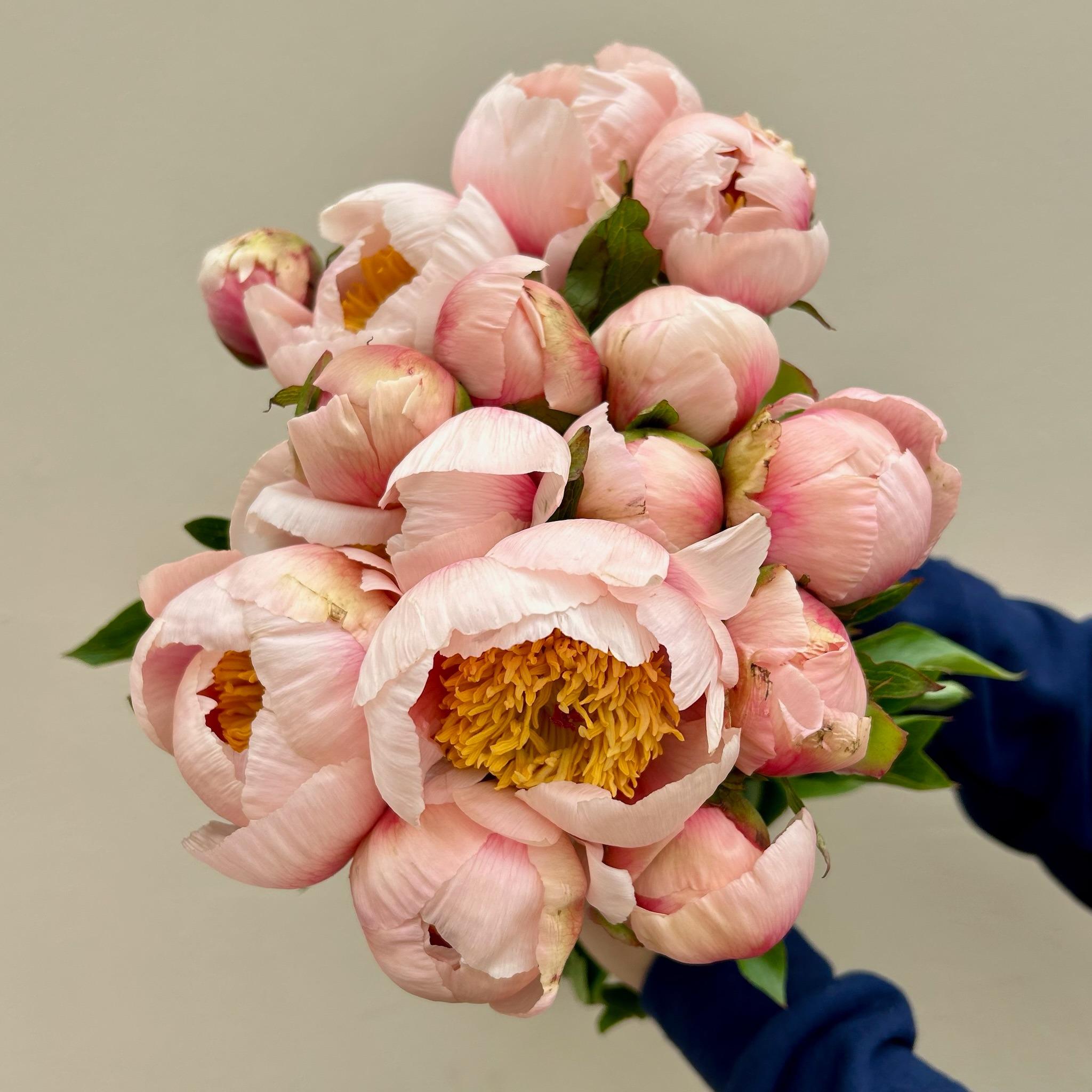 OC Wholesale Flowers portfolio 5