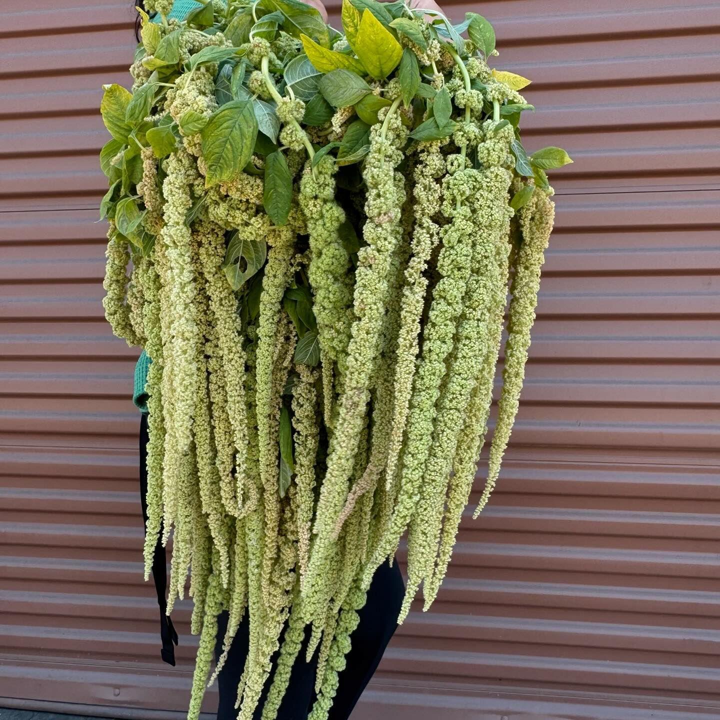OC Wholesale Flowers portfolio 2