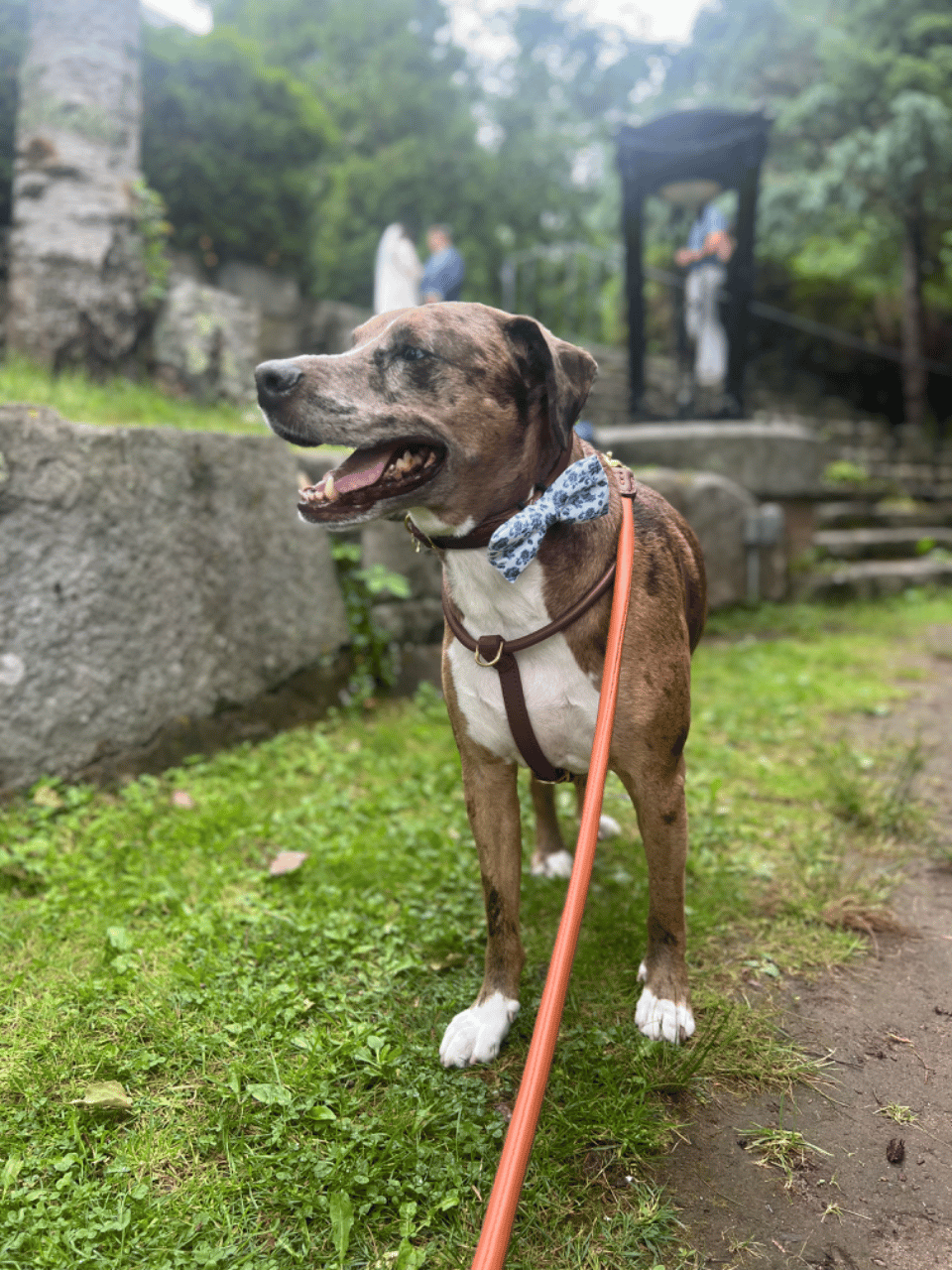 Auntie Liv - The Pet Concierge portfolio 4