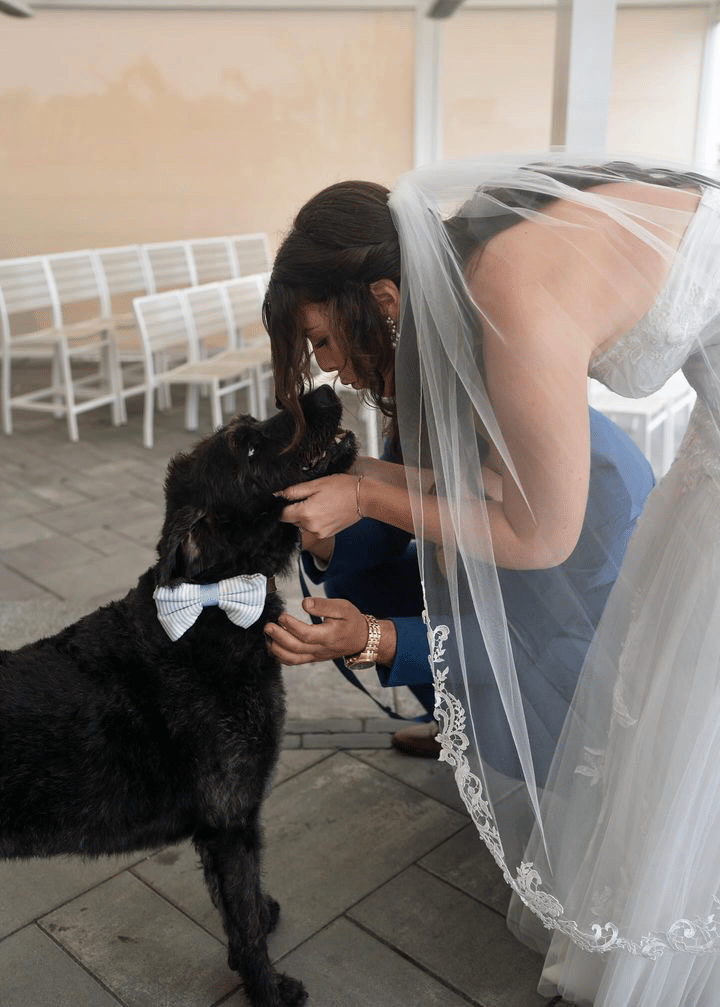 Auntie Liv - The Pet Concierge portfolio 1