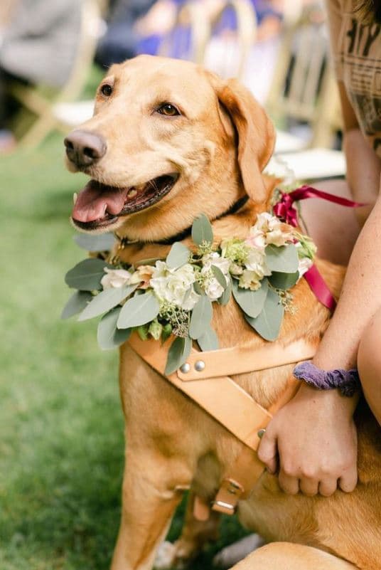 Auntie Liv - The Pet Concierge