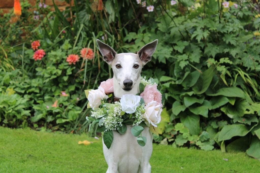 Wedding Tails UK portfolio 1