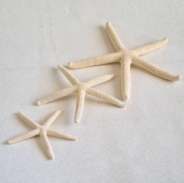 White Starfish Decor