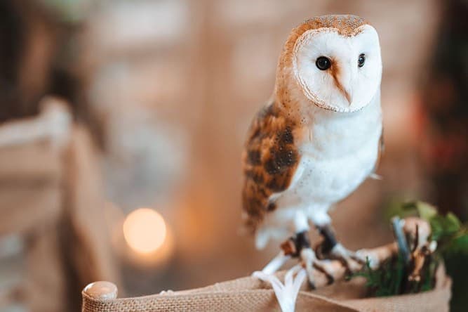 Apollo Falconry portfolio 3