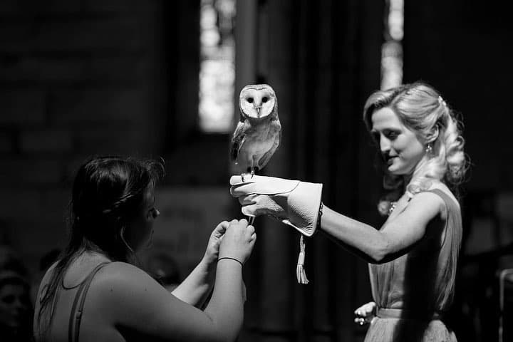 Apollo Falconry portfolio 2
