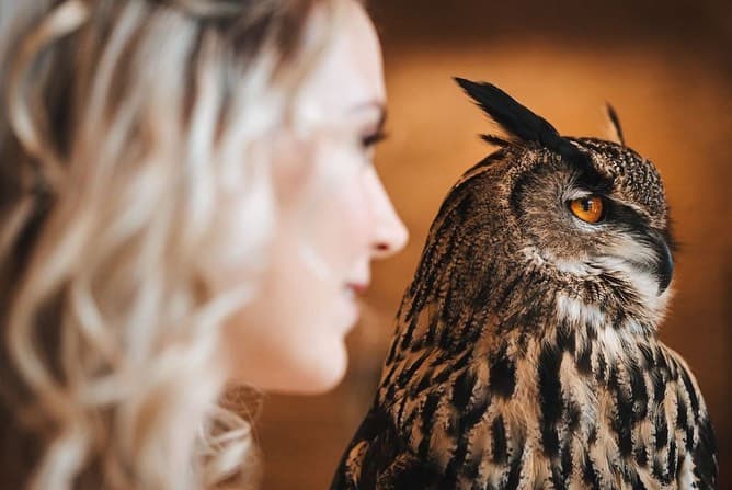 Apollo Falconry portfolio 1