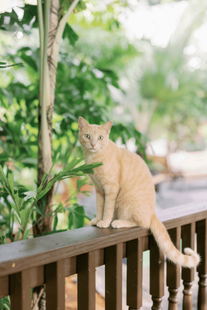 The Ernest Hemingway Home and Museum portfolio 4