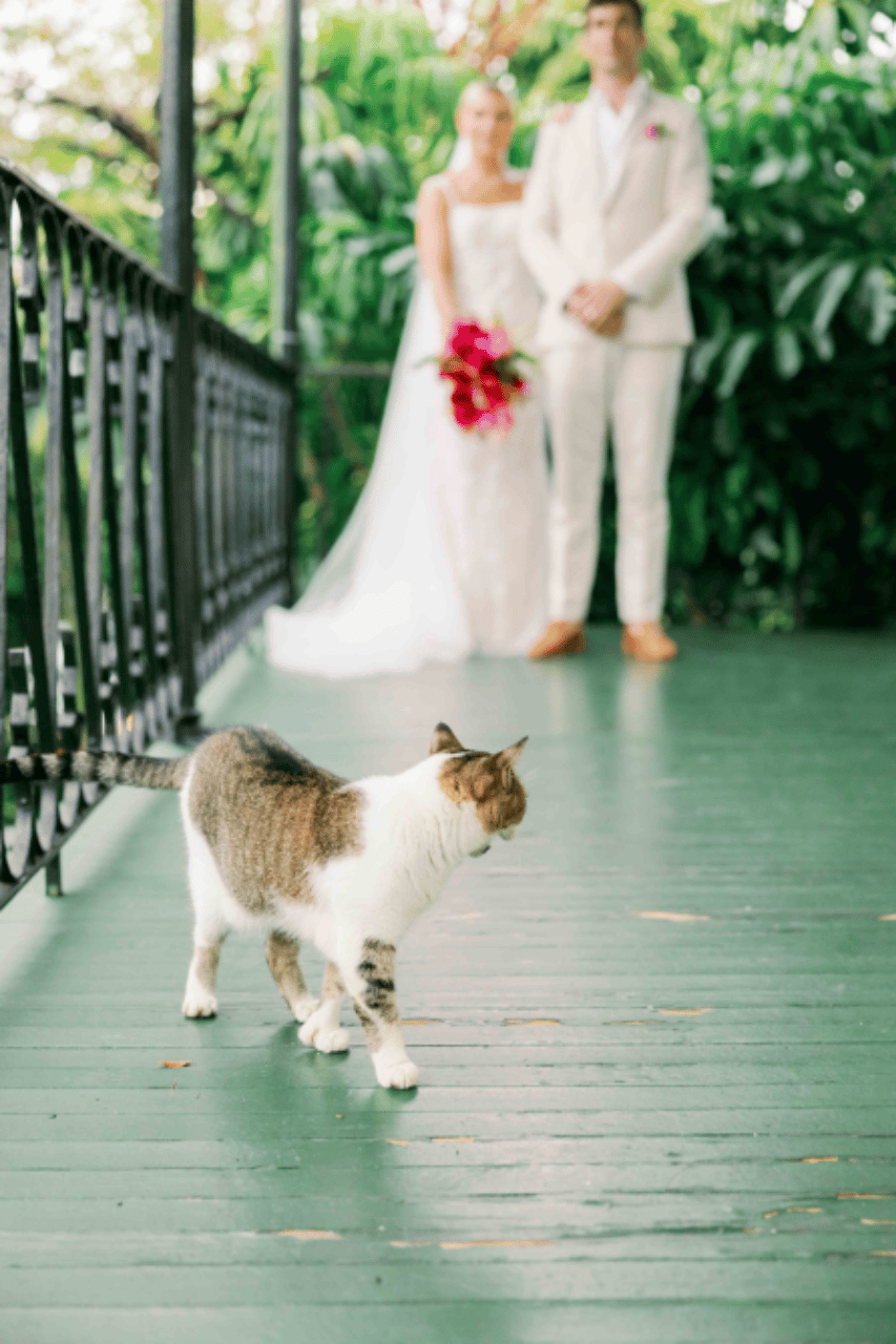 A Romantic Fall Wedding at The Ernest Hemingway Home and Museum photo 2