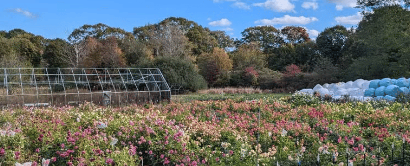 Roving Radish Flower Farm portfolio 1