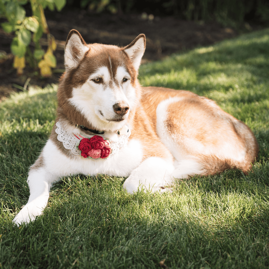 Monterey Dog portfolio 1