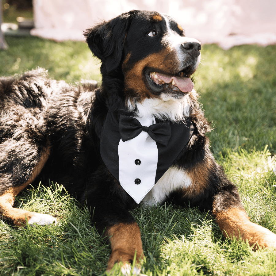 Monterey Dog portfolio 3